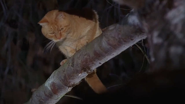Medium - We Had a Dream - ginger tabby cat Quincy sitting on tree branch