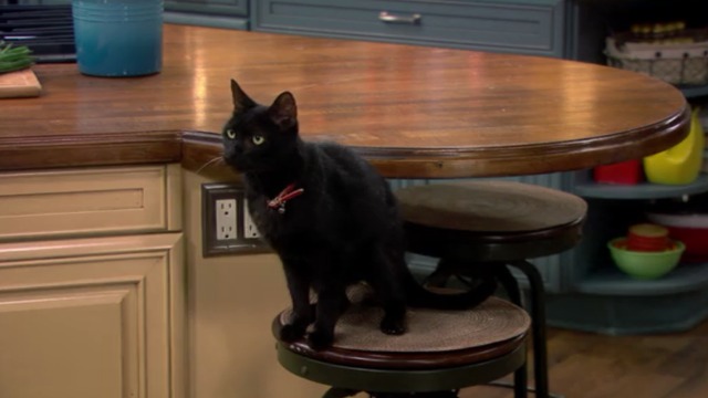 Melissa and Joey - Witch Came First - black cat close on stool