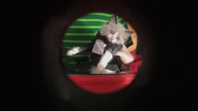 The Middle - From Orson with Love - Siamese mix kitten as James Bond in theme circle