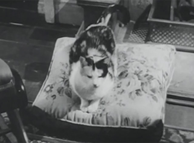 The Millionaire - Ralph the Cat - crosseyed calico cat Elmer on cushion