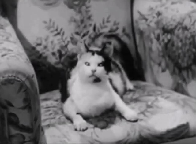 The Millionaire - Ralph the Cat - crosseyed calico cat Elmer on chair