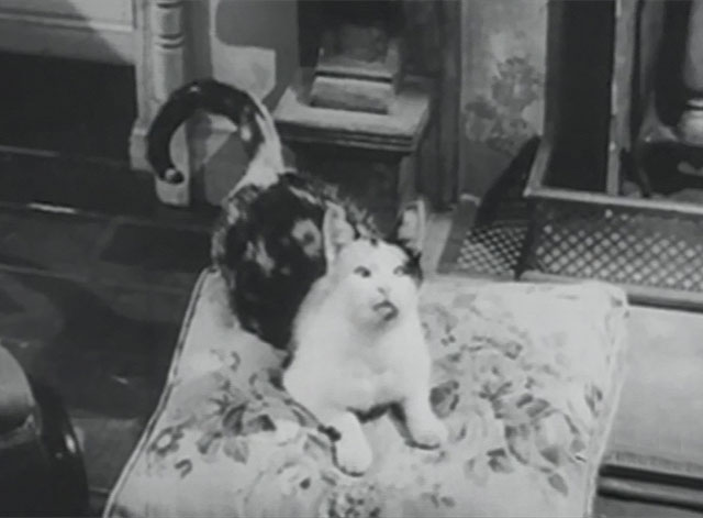 The Millionaire - Ralph the Cat - crosseyed calico cat Elmer on cushion