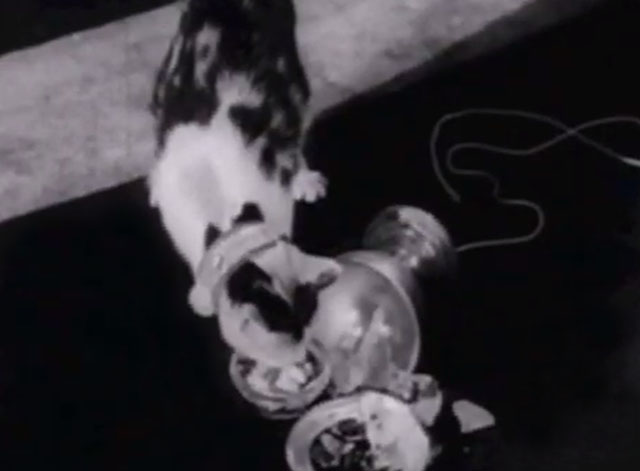 The Millionaire - Ralph the Cat - crosseyed calico cat Elmer eating ice cream from spilled container