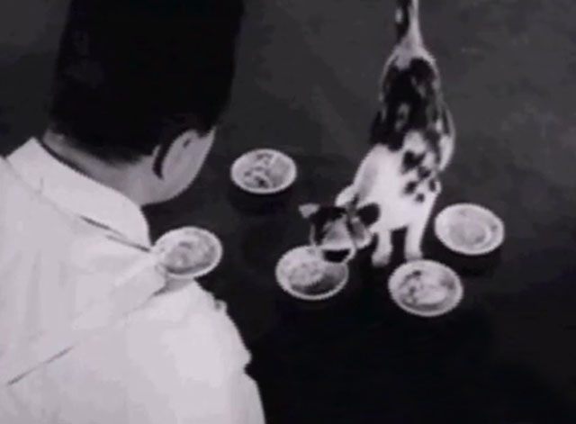 The Millionaire - Ralph the Cat - Freddie Del Moore with crosseyed calico cat Elmer and dishes of ice cream