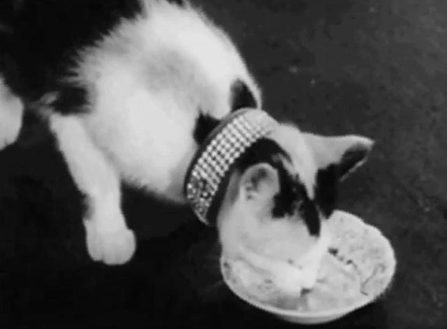 The Millionaire - Ralph the Cat - crosseyed calico cat Elmer eating from bowl of ice cream