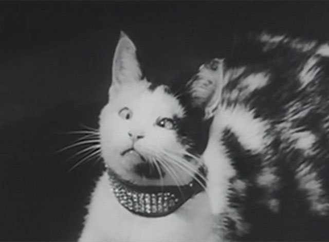 The Millionaire - Ralph the Cat - crosseyed calico cat Elmer