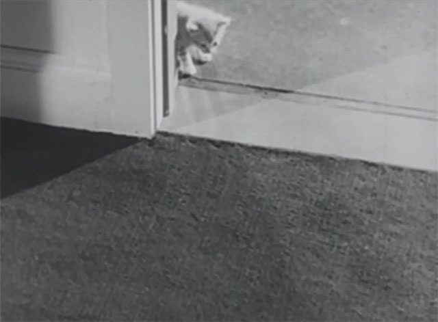 The Millionaire - Ralph the Cat - tiny kitten in doorway