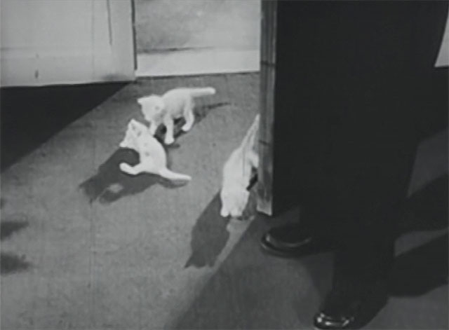 The Millionaire - Ralph the Cat - three kittens in doorway