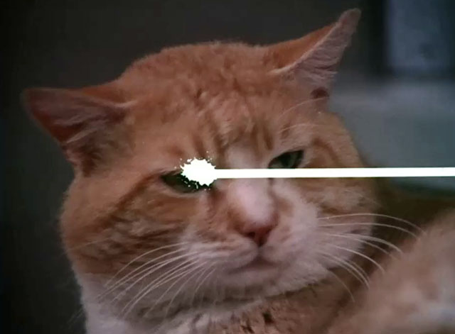 Mission: Impossible - Blind - ginger and white cat under theme credits