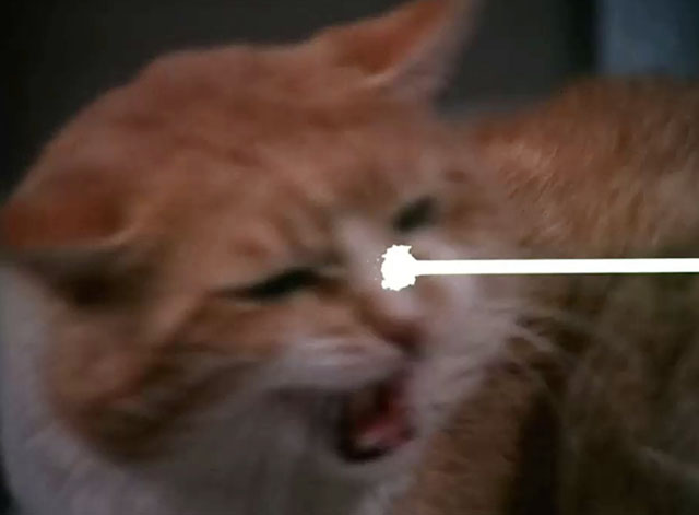 Mission: Impossible - Blind - ginger and white cat hissing under theme credits