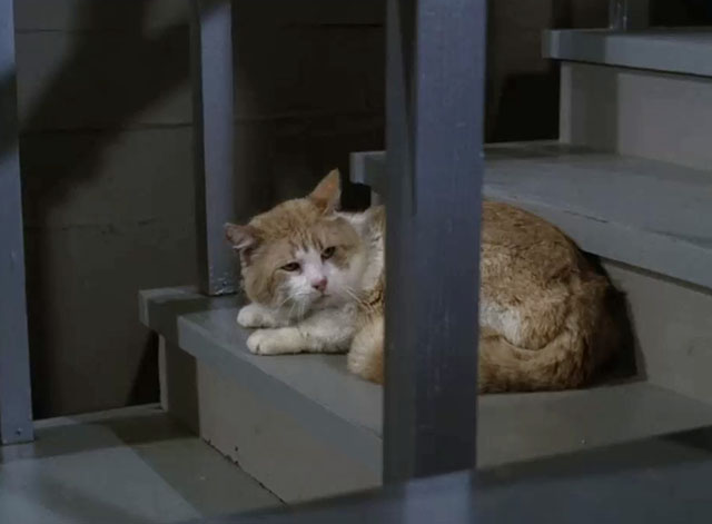 Mission: Impossible - Blind - ginger and white cat sitting on stairs