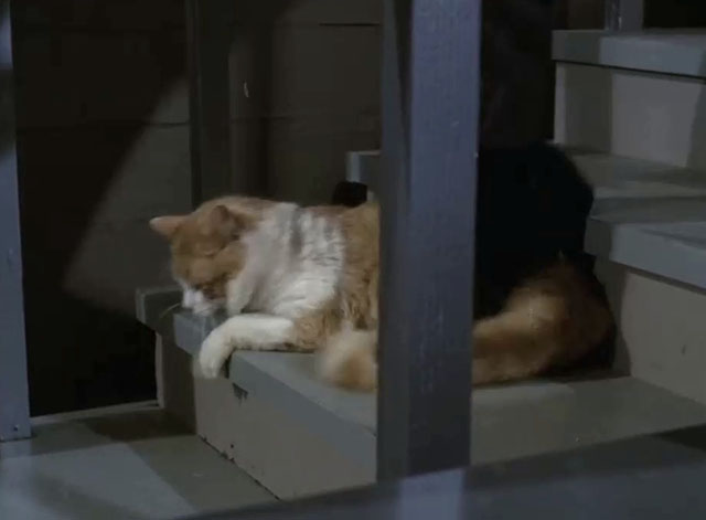 Mission: Impossible - Blind - ginger and white cat getting stepped upon on stairs
