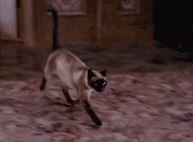 Mission: Impossible - The Diamond - Siamese cat Josephine entering room