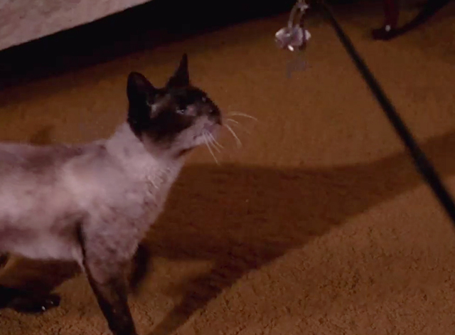 Mission: Impossible - The Diamond - Siamese cat Josephine playing with diamond in extended claw