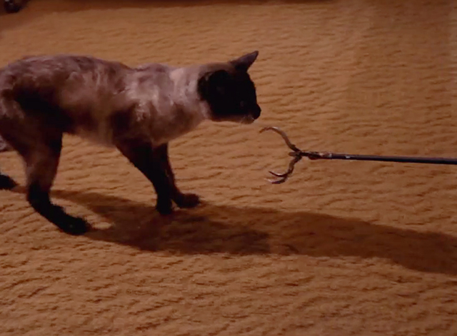 Mission: Impossible - The Diamond - Siamese cat Josephine following extended claw