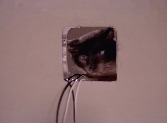 Mission: Impossible - The Diamond - Siamese cat Josephine looking through hole in wall