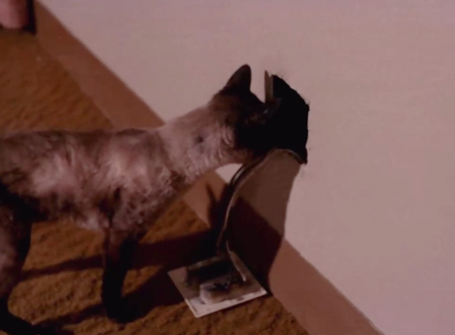 Mission: Impossible - The Diamond - Siamese cat Josephine looking through hole in wall