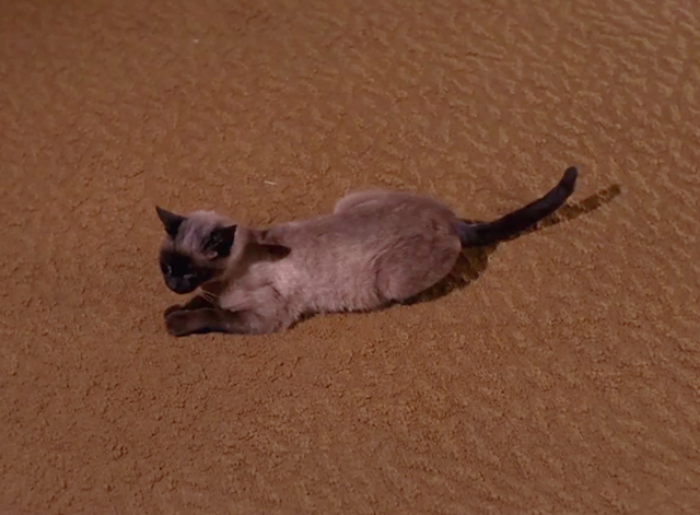 Mission: Impossible - The Diamond - Siamese cat Josephine lying on carpeted floor
