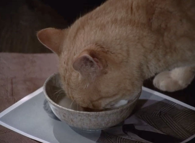 Mission Impossible Orpheus - ginger tabby cat Fritzy drinking from bowl of milk on desk