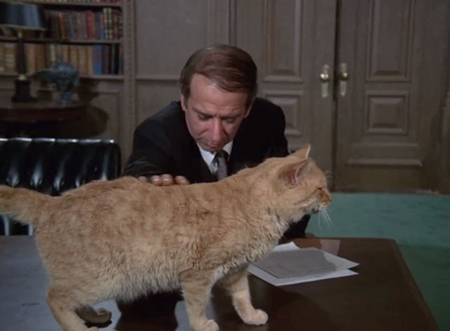 Mission Impossible Orpheus - ginger tabby cat Fritzy standing on desk in front of Bergman Albert Paulsen