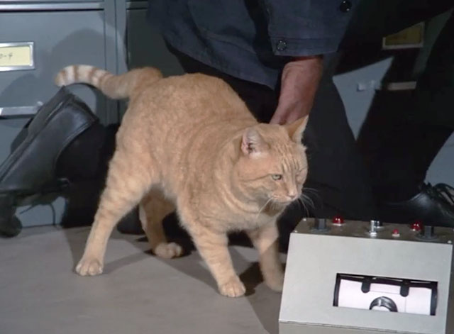 Mission Impossible Orpheus - ginger tabby cat Fritzy standing next to machine