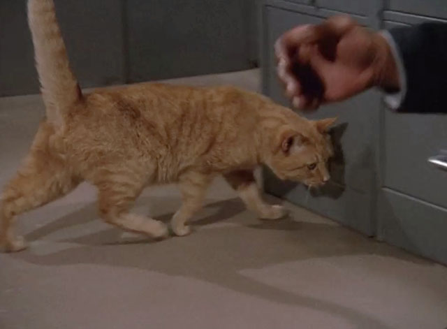 Mission Impossible Orpheus - ginger tabby cat Fritzy being shooed away by Collier Greg Morris
