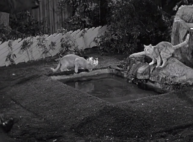 Mister Ed - Mister Ed's Word of Honor - cats gathered around Roger Addison's backyard fish pond