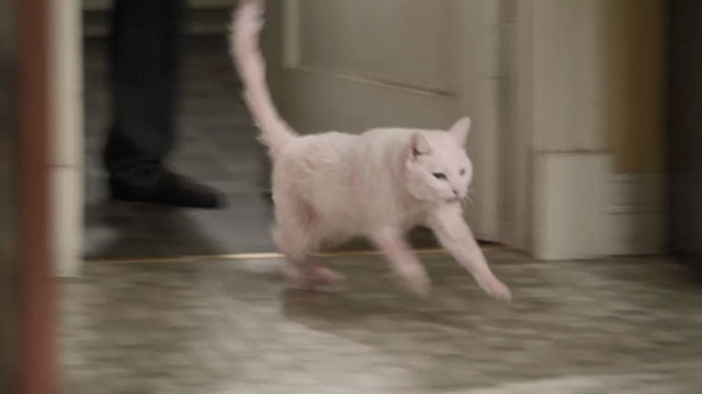 Modern Family - Heart Broken - wet and still slightly pink Larry Frosty cat running from room