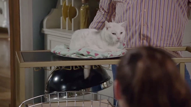 Modern Family - I'm Going to Miss This - white cat Larry Frosty on blanket on plate