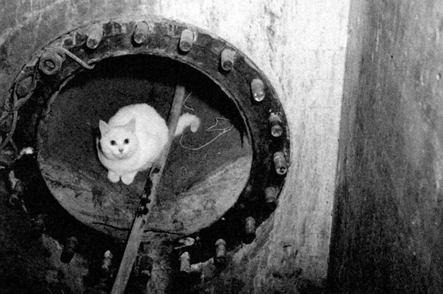Modern Marvels - Grand Coulee Dam - publicity photo of white cat Evelyn sitting inside pipe
