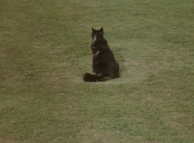 Monty Python - Confuse a Cat