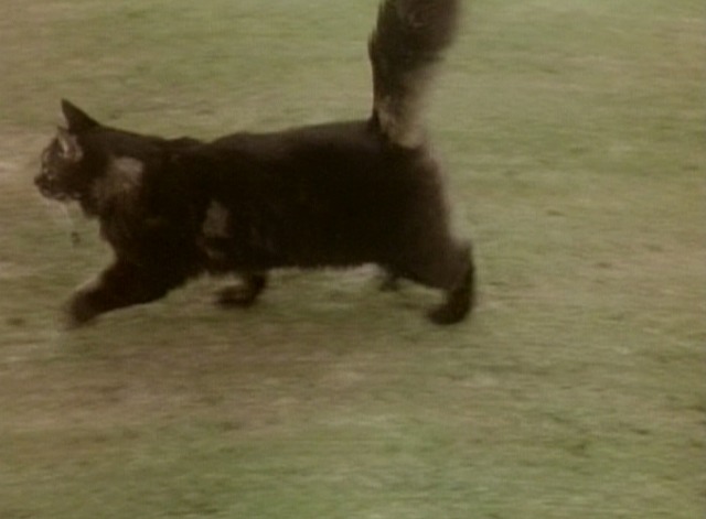 Monty Python - Confuse a Cat 3
