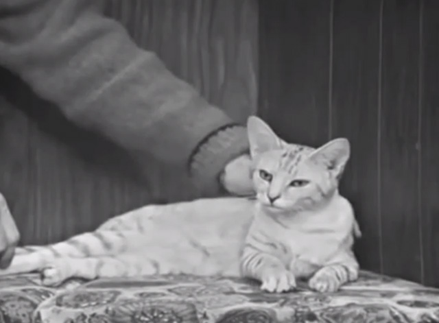 Mister Rogers' Neighborhood - Blackberry tabby cat on cushioned bench being petted by Fred Rogers