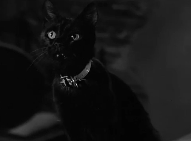 The Munsters - Munster Masquerade - black cat Kitty on back of sofa looking up
