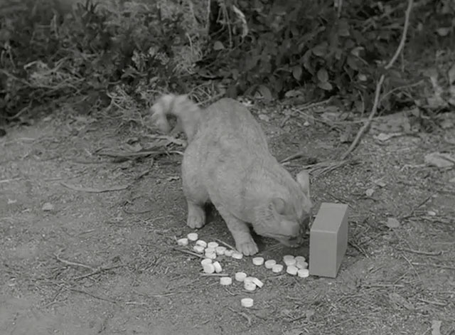 The Munsters - Herman, Coach of the Year - ginger tabby cat Orangey eating discarded go go pills on ground