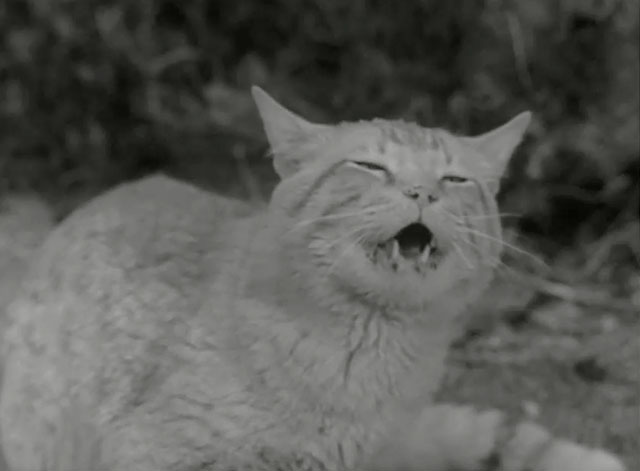 The Munsters - Herman, Coach of the Year - ginger tabby cat Orangey roaring