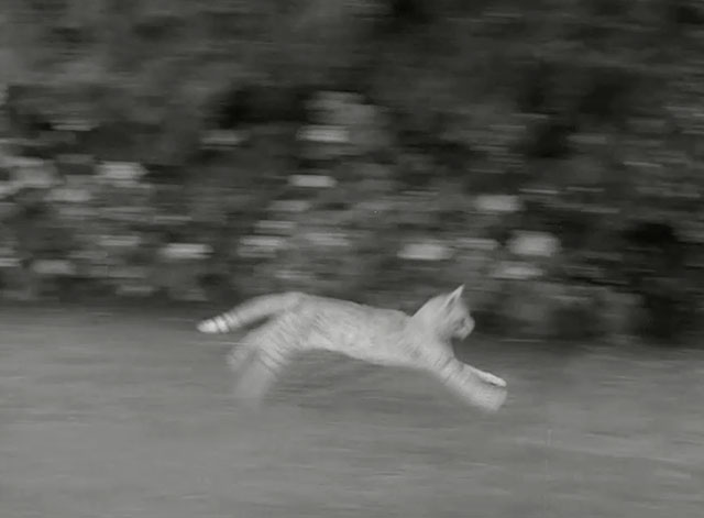 The Munsters - Herman, Coach of the Year - ginger tabby cat Orangey running