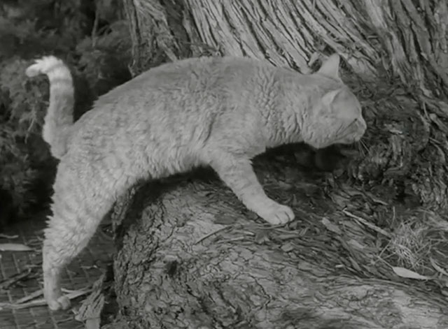 The Munsters - Herman, Coach of the Year - ginger tabby cat Orangey at foot of tree