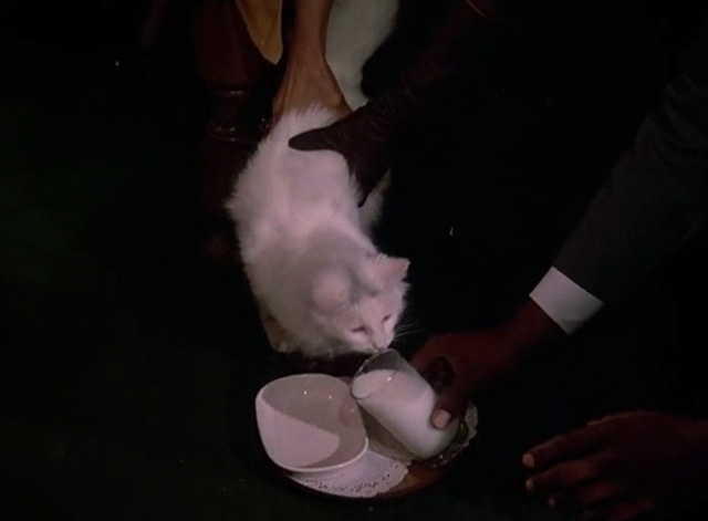 Murder She Wrote - Capitol Offense long-haired white cat waiting for milk to be poured