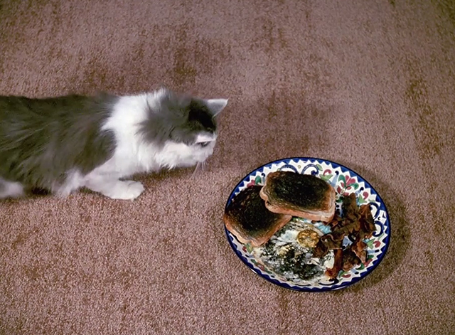 Murder, She Wrote - Class Act - gray and white longhaired cat Caesar approaching plate of burned food