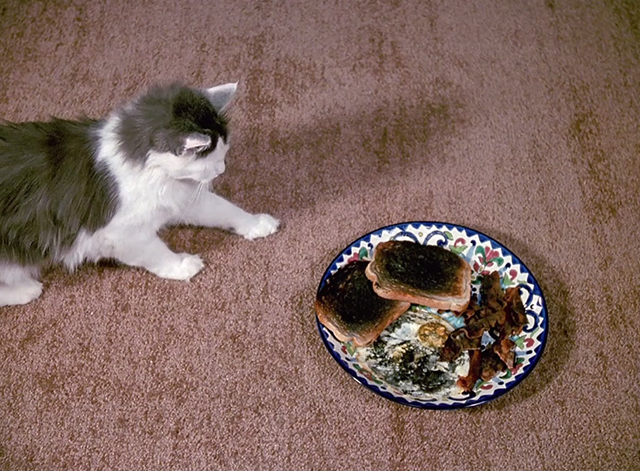 Murder, She Wrote - Class Act - gray and white longhaired cat Caesar pulling back from plate of burned food
