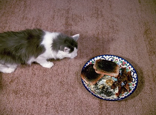 Murder, She Wrote - Class Act - gray and white longhaired cat Caesar approaching plate of burned food
