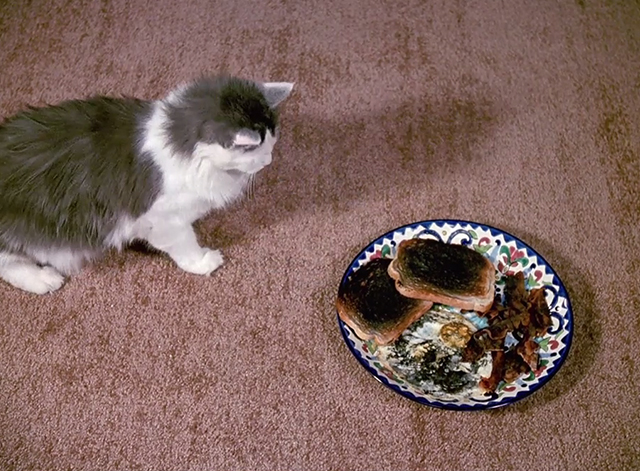 Murder, She Wrote - Class Act - gray and white longhaired cat Caesar pulling back from plate of burned food
