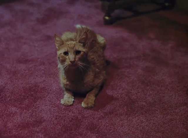 Murder, She Wrote - The Family Jewels - ginger tabby cat lying on floor