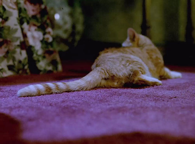 Murder, She Wrote - The Family Jewels - ginger tabby cat lying on floor