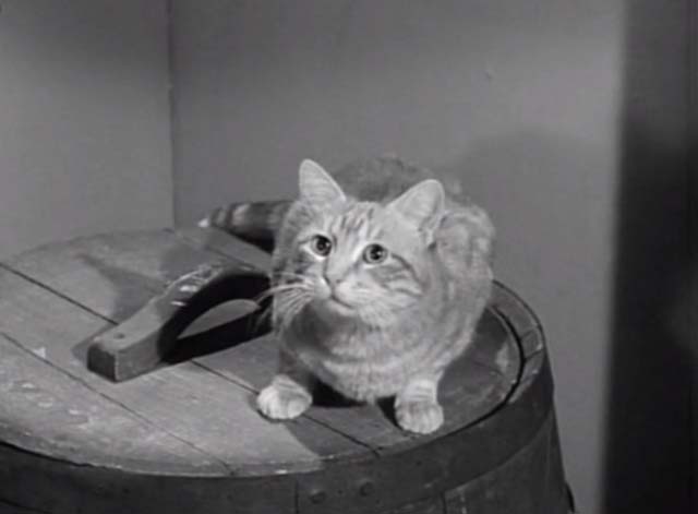 My Favorite Martian - Hitch-Hiker to Mars - lighter Orangey tabby cat sitting on barrel