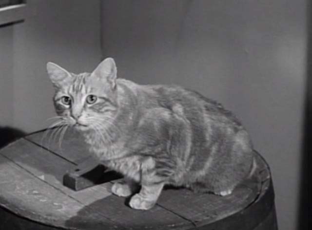 My Favorite Martian - Hitch-Hiker to Mars - Orangey tabby cat sitting on barrel looking up
