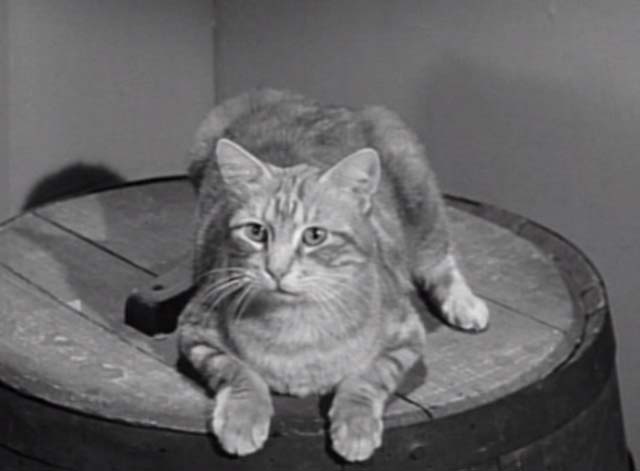 My Favorite Martian - Hitch-Hiker to Mars - darker Orangey tabby cat sitting on barrel