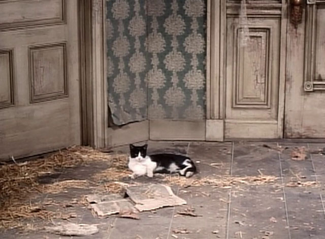 My Favorite Martian - Stop the Presses, I Want to Get Off - tuxedo cat sitting in abandoned house