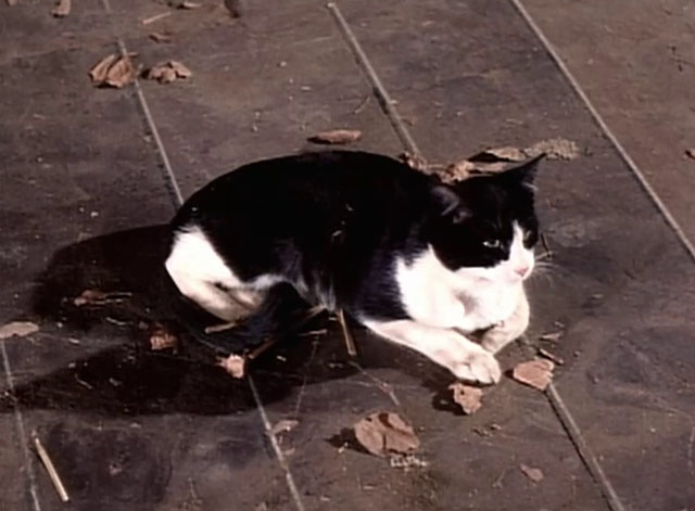 My Favorite Martian - Stop the Presses, I Want to Get Off - tuxedo cat sitting on wood floor